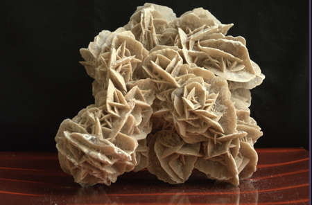 The desert rose  12