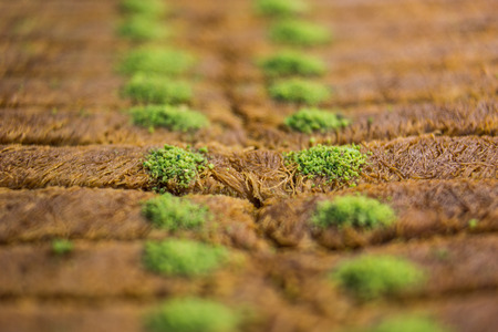 Kadayif with pistachio, Turkish Dessertの写真素材
