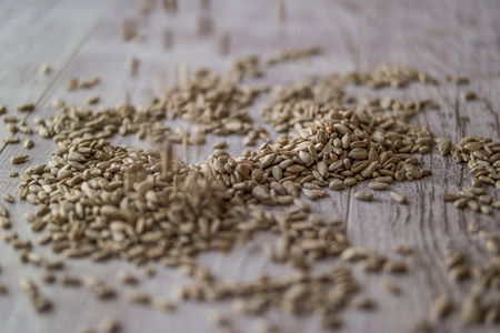 The sunflower seed is the fruit of the sunflower (Helianthus annuus).の写真素材