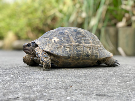 Big Turtle in the Garden. Natural Life.