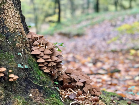 Wood Mushrooms Fungi in the Forest / Type of Beech. Organic Product.