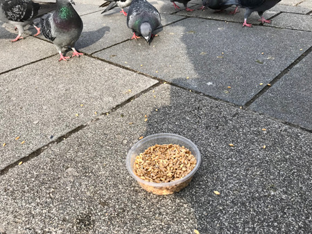 Feeding Birds with Sunflower / Kernel Seeds in Istanbul Streets. / Turkey. Traditional Habitsの写真素材