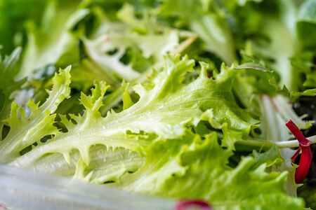 Take Away Mesclun Salad in Plastic Box Container / Package. Ready to Eat / Maskolin. Organic Fresh...