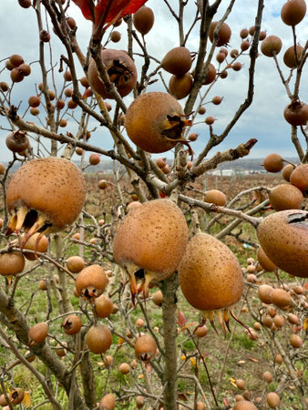 Branches of medlar fruit tree Mespilus germanica or common medlar. Foliage and fruit. winter dayの写真素材