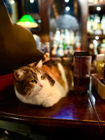 Cat lies on bar counter surrounded by bottles of liquor on shelves in the background.の写真素材