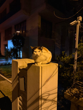 Street cat sitting on the wall at nightの写真素材