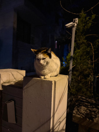 Street cat sitting on the wall at night waiting for foodの写真素材