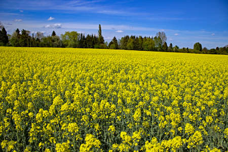 Rape field in Bavaria