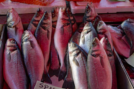 Maltese Fish Lampuki at fish market Marsaxlokk Maltaの写真素材