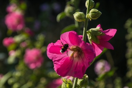 rose tremiere