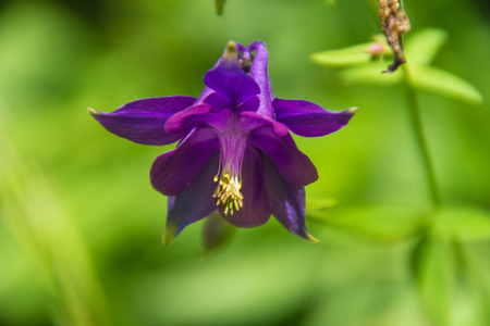 A beautiful purple flower in Ancolie, Vaud, Swissの写真素材