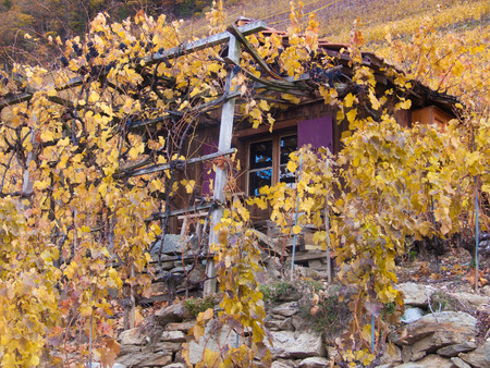 A house in the vineyard, Le Perrey, Martigny, Valais, Switzerlandのeditorial素材