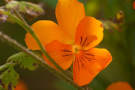 Flowers background.の写真素材