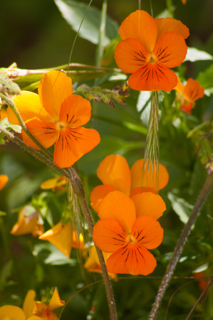 Flowers background.の写真素材