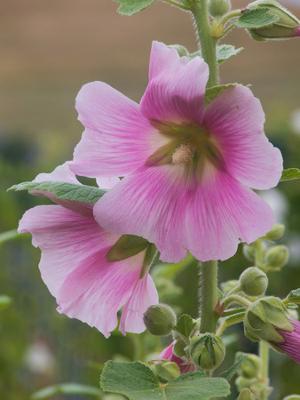 rose tremiere - alcea roseaの写真素材