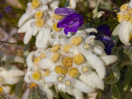 leontopodium alpinum,savoie,franceの写真素材