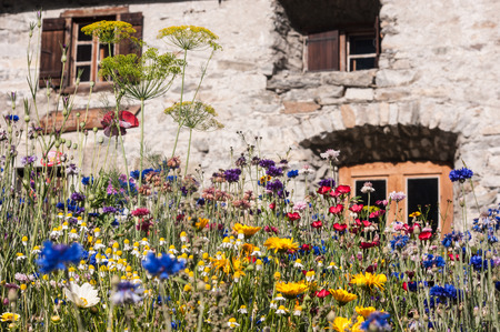 flowers,vallorcine,haute savoie,franceの写真素材
