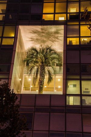 palm tree in a building,marseille,bouche du rhone,franceの写真素材