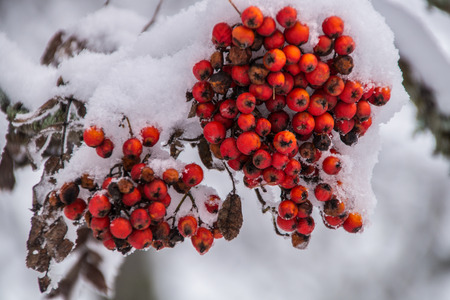montroc,chamonix,haute savoie,franceの写真素材