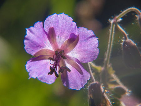 geranium argenteumの写真素材