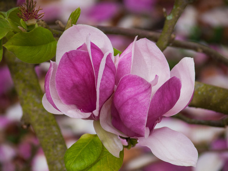 Magnolia flower close up shotの写真素材