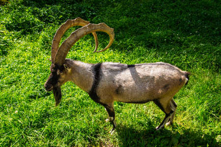 goat bezoardの写真素材