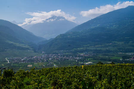 vineyard in about in sion in valais in swissの写真素材