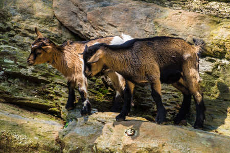 dwarf goatsの写真素材