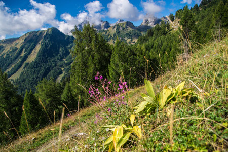 Mountain landscape with pink flowers and green grass in the mountains.の写真素材