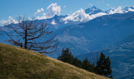Mountain landscape with a lonely tree in the foreground, Alps, Switzerlandの写真素材