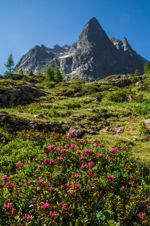Mountain landscape with trees and grass under the blue sky in summerの写真素材