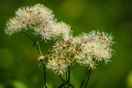 Close-up of white flowers on a meadow in the summerの写真素材