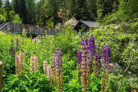 Lupine flowers in the forest with a wooden bridge in the backgroundの写真素材