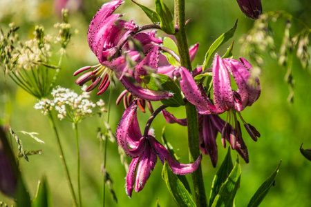 Purple lily flowers on a green meadow in summer.の写真素材