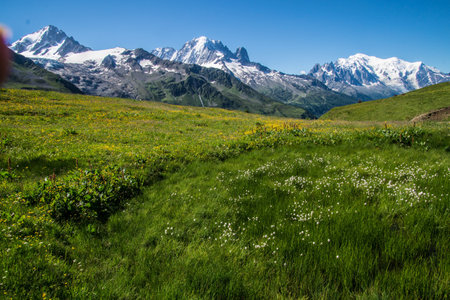Mountain meadow with flowers and snow-capped peaks in the backgroundの写真素材