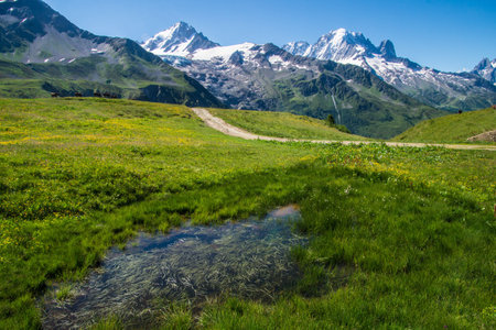 Alpine meadow with blooming flowers and snow-capped mountains in backgroundの写真素材