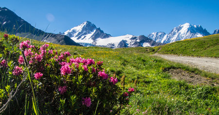 Alpine meadow with pink rhododendrons and snow-capped mountains in the backgroundの写真素材