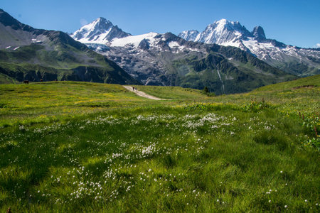Alpine meadow with flowers and snow-capped mountains in backgroundの写真素材