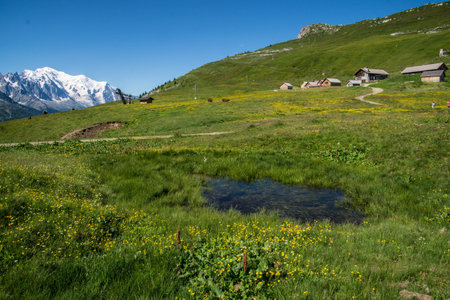 Alpine meadow with wildflowers in front of Matterhornの写真素材