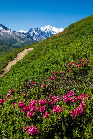 Rhododendron flowers on the background of snow-capped mountainsの写真素材