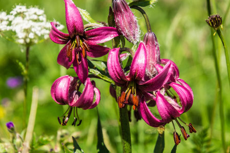 Purple lily (Lilium lancifolium)の写真素材
