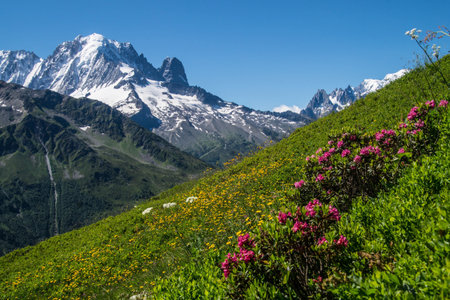 Alpine meadow with blooming flowers and snow-capped mountains in backgroundの写真素材