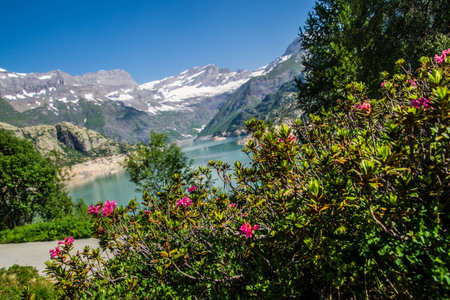 Mountain landscape with azalea flowers in the foreground, Switzerlandの写真素材