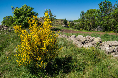 Garden with blooming yellow flowers on a sunny summer day.の写真素材