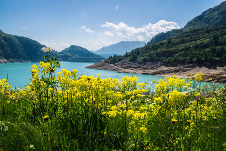 Mountain landscape with green grass and yellow flowers on the shore of lakeの写真素材