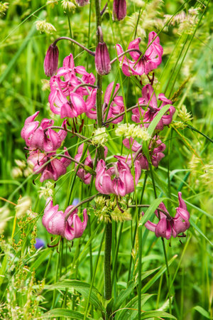 Purple lily flowers on a green meadow in summer.の写真素材