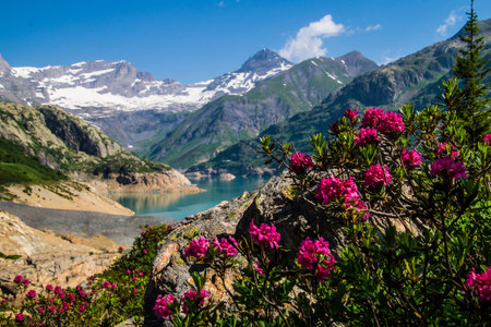 Mountain landscape with rhododendrons and lake in summerの写真素材