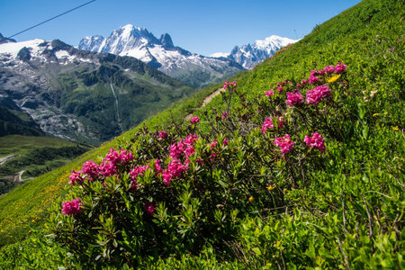 Rhododendron flowers on the background of the Caucasus mountains.の写真素材