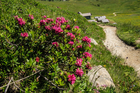 Pink rhododendron flowers on the alpine meadowの写真素材