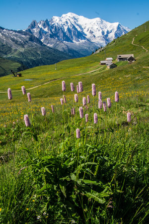 Alpine meadow with pink flowers and snowcapped mountains in backgroundの写真素材